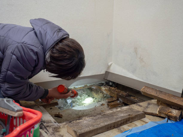 Best Mold Odor Removal Services  in Ponce Inlet, FL